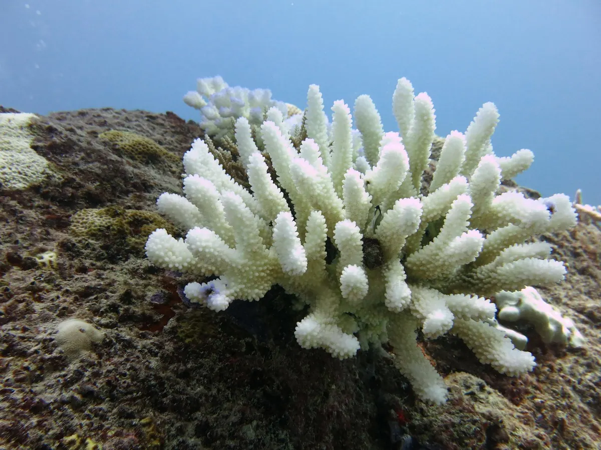 Coral Bleaching Explained: Causes, Signs and What UK Divers Can Do