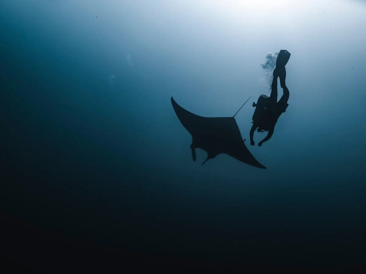 Seven Common Mistakes to Avoid When Volunteering on a Coral Conservation Project