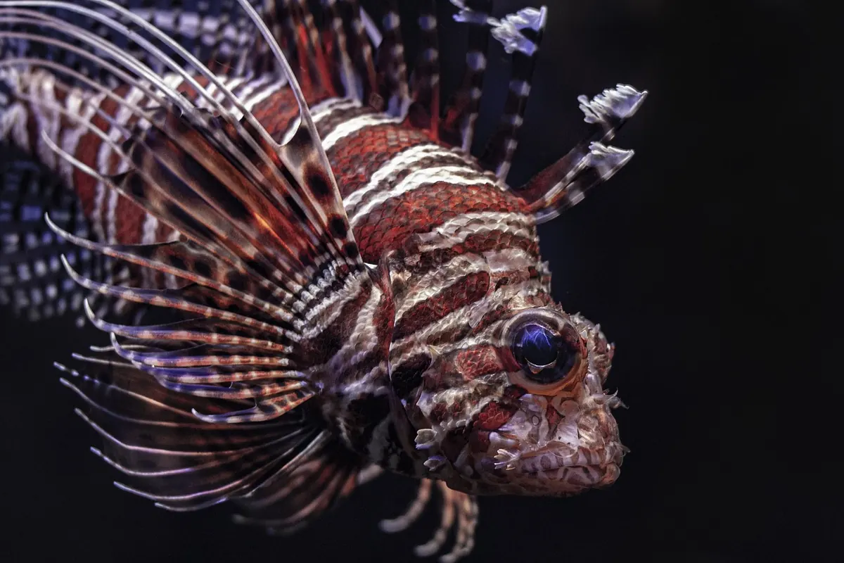 The Coral Reef Food Web: Who Eats Whom and Why It Matters