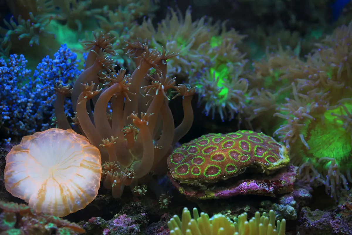 What Is Coral Gardening? A Step-by-Step Guide for Beginners